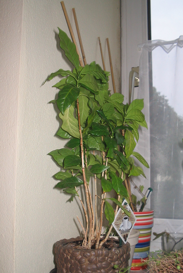 Coffea arabica Coffea arabica