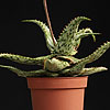 Aloë somaliensis