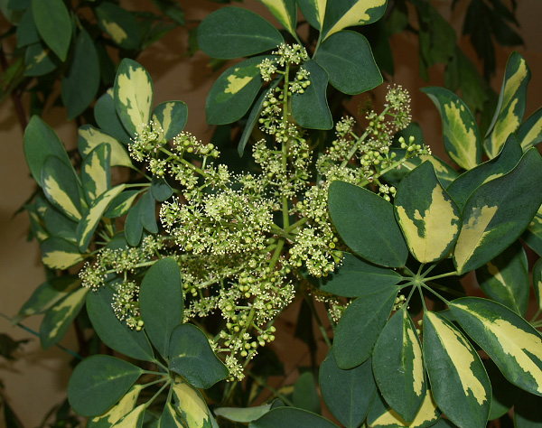 Die seltene Blüte einer Schefflera arboricola