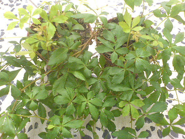 Cissus striata Cissus striata