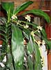 Dracaena fragrans