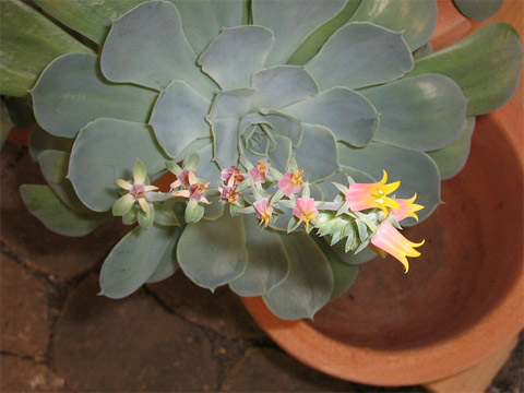 Echeveria gibbiflora