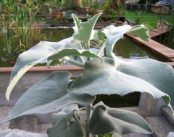 Kalanchoë beharensis Kalanchoë beharensis