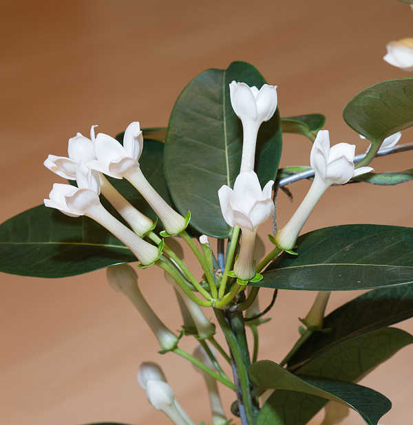 Die Blüten der Stephanotis floribunda
