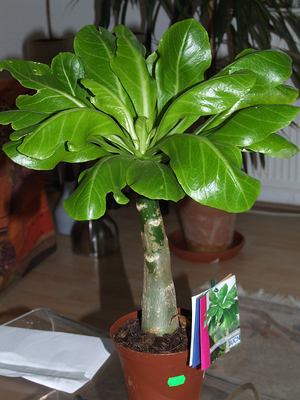 Brighamia insignis Brighamia insignis