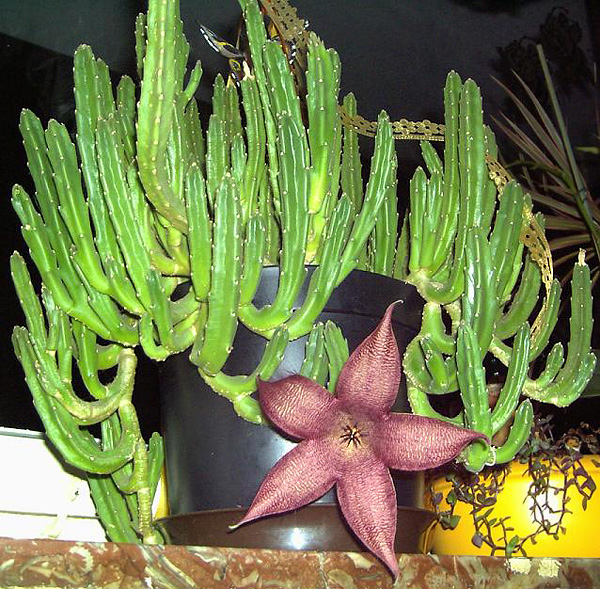 Stapelia grandiflora Stapelia grandiflora