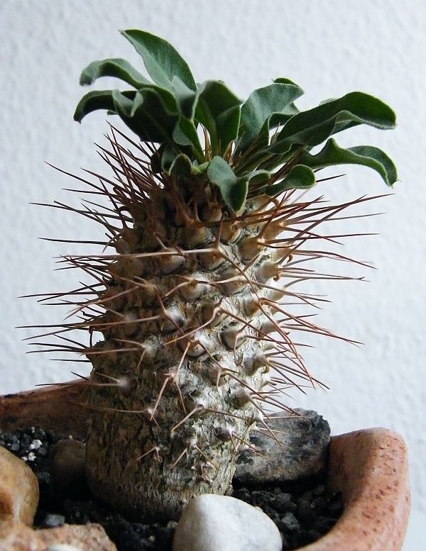 Pachypodium namaquanum