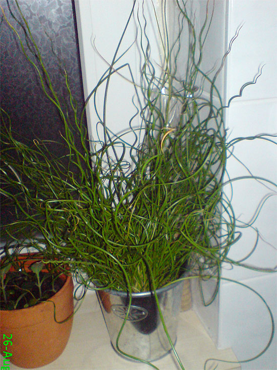 Juncus effusus 'Spiralis'