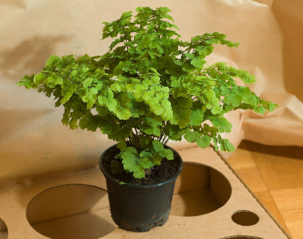 Adiantum raddianum