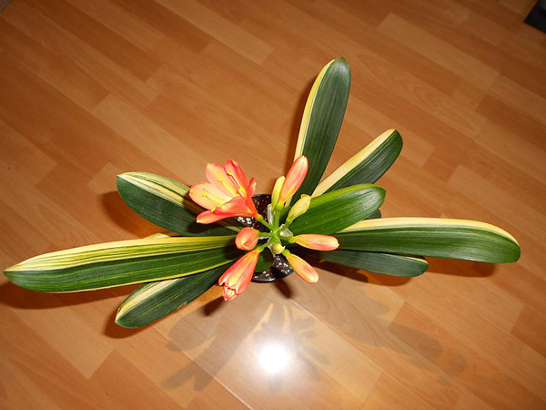 Clivia miniata 'Variegata'