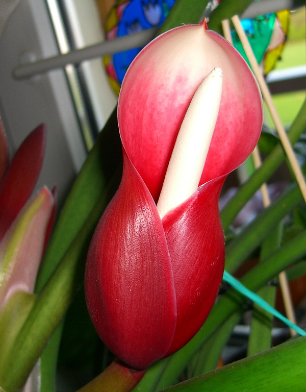 Die Blüte im Detail Die Blüte im Detail