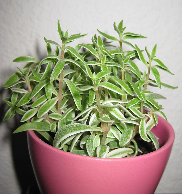 Sedum lineare 'Variegatum'