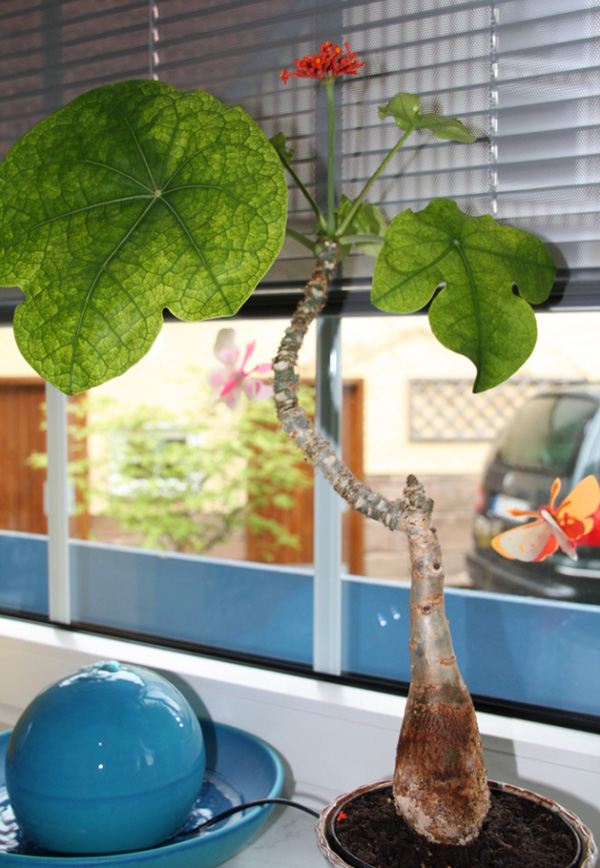 Jatropha podagrica Jatropha podagrica