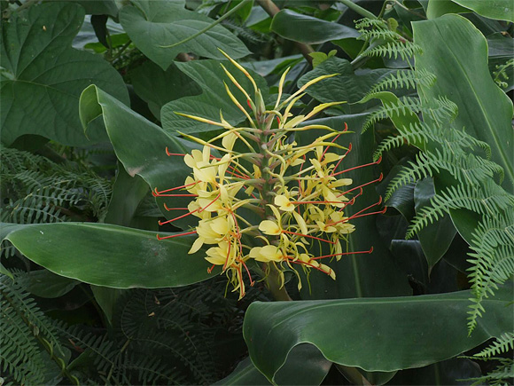 Hedychium gardnerianum