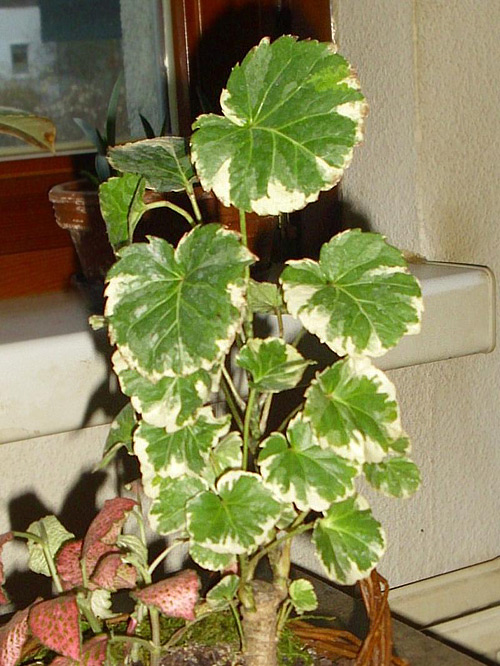 Polyscias balfouriana 'Marginata'