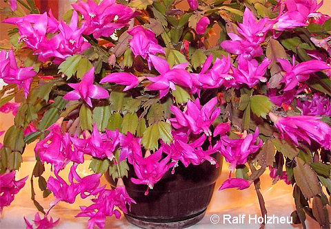 Schlumbergera truncata