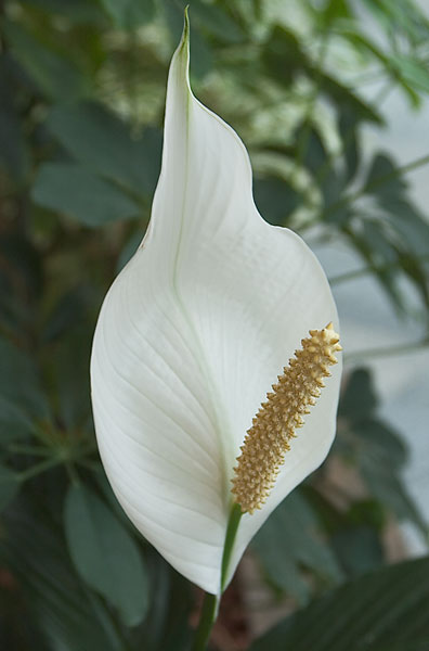 Die Blüte mit Hüllblatt Die Blüte mit Hüllblatt
