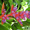 Aechmea weilbachii