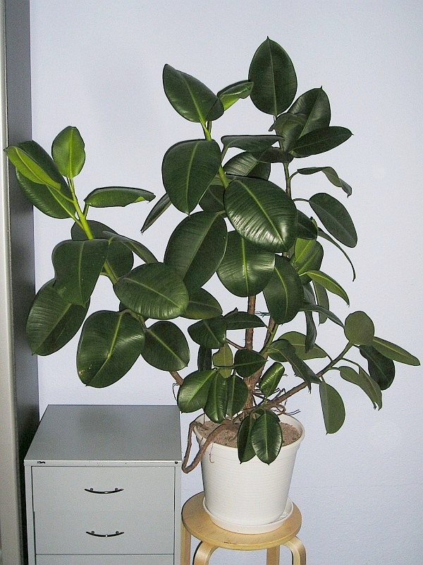 Ficus elastica Ficus elastica
