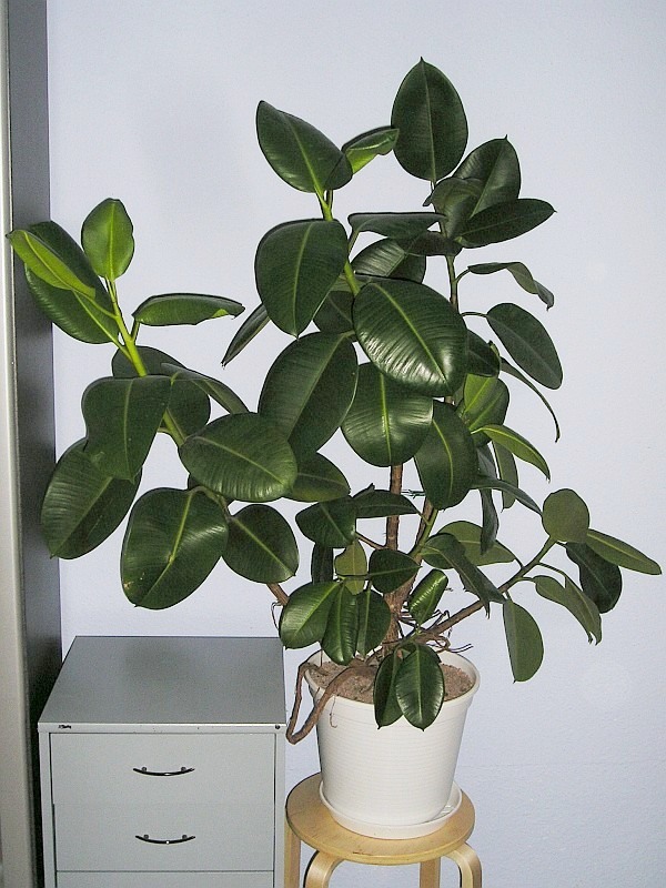 Ficus elastica