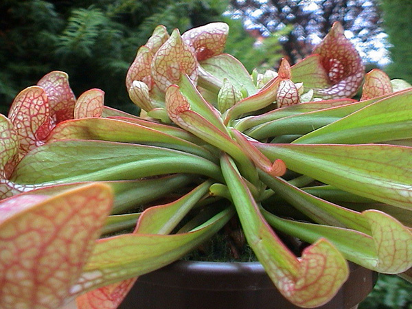 Sarracenia psittacina