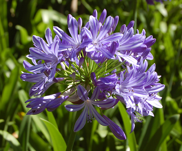 Agapanthus praecox mit blauer Blüte