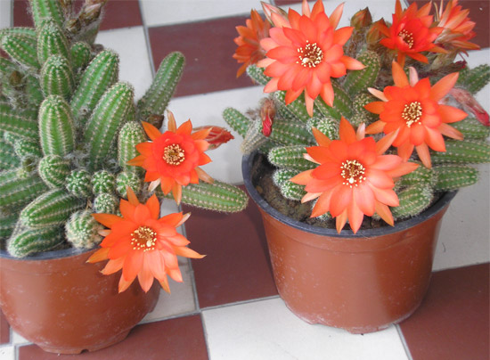 Chamaecereus silvestrii Chamaecereus silvestrii