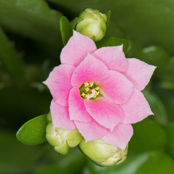 Eine Blüte im Detail Eine Blüte im Detail