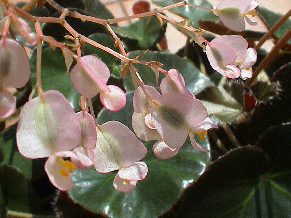 Blüte Blüte