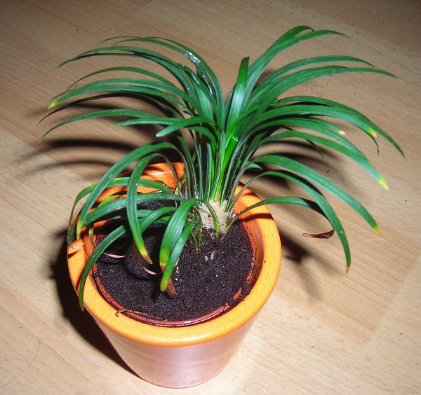 Ophiopogon japonicus