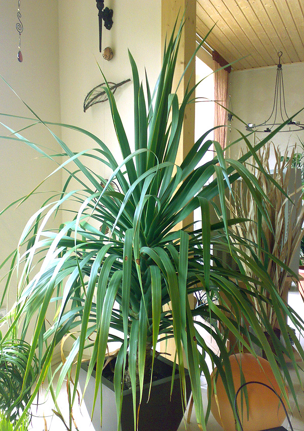 Dracaena draco