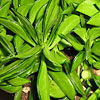 Peperomia axilaris