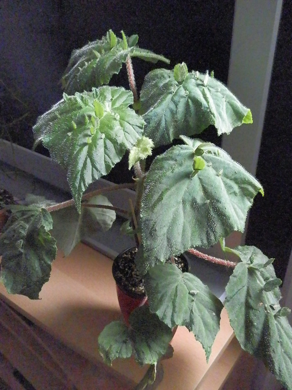 Begonia hispida var. cucullifera