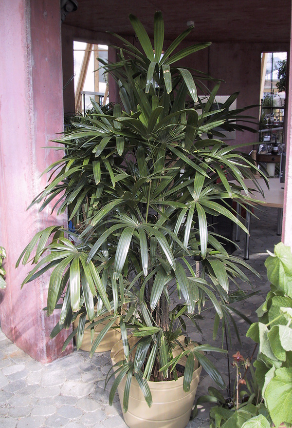 Rhapis excelsa