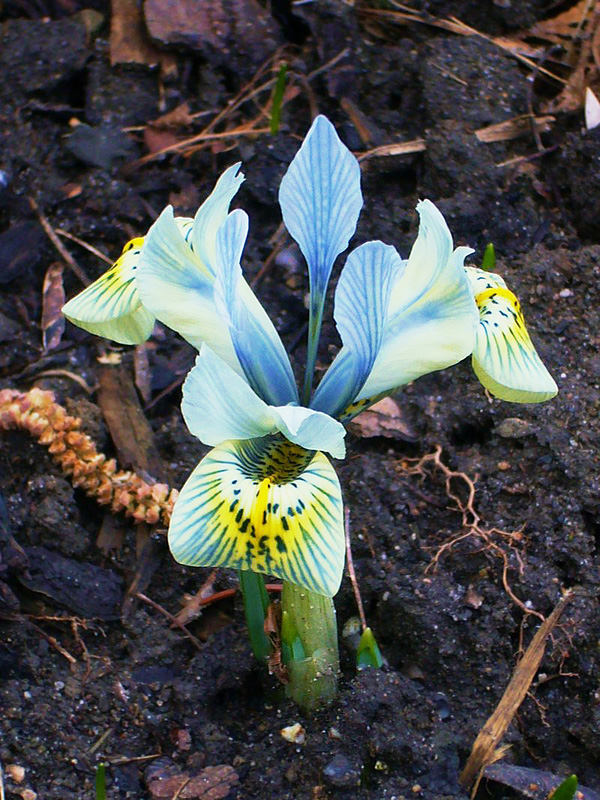 Iris reticulata (Schwertlilie) Zimmerpflanzenlexikon.info