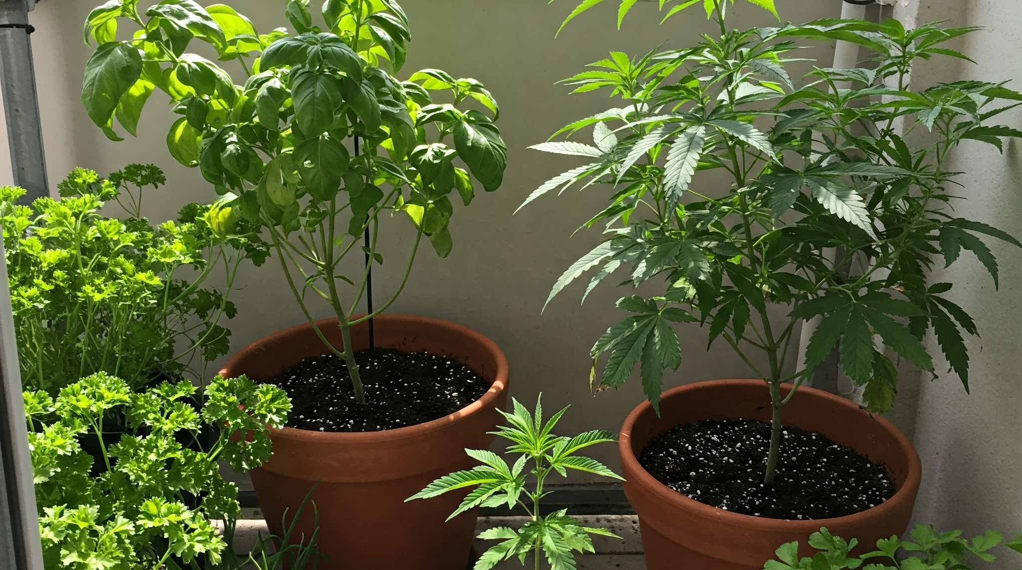 Die Kunst des Cannabisanbaus
