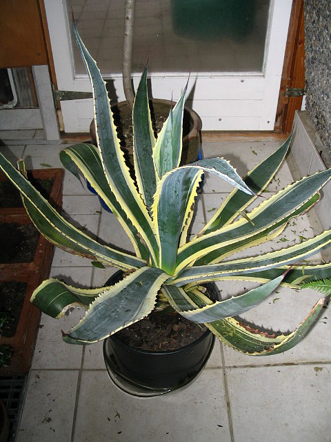 Agave americana 'Variegata' Agave americana 'Variegata'