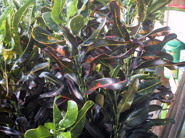 Codiaeum variegatum 'red finger'
