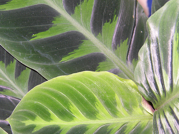 Calathea warscewiczii Calathea warscewiczii