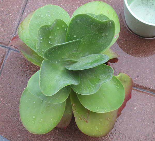 Kalanchoë thyrsiflora