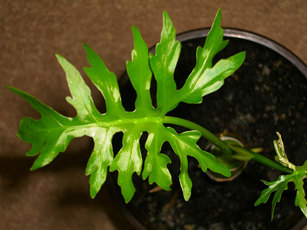 Philodendron warszewiczii Philodendron warszewiczii
