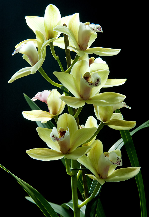 Cymbidium Cymbidium