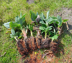 bananen-kindel.jpg
