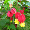 Abutilon megapotamicum