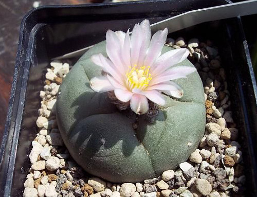 Die Blüte der Lophophora williamsii