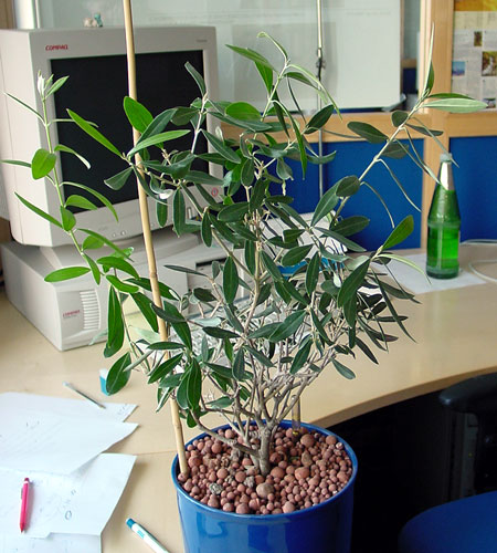 Olea europaea