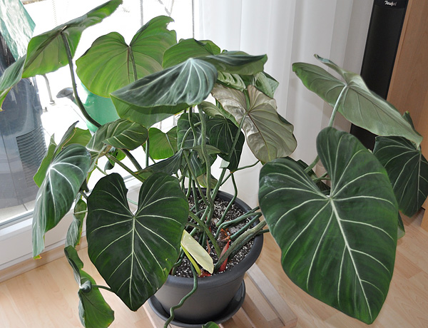 Philodendron gloriosum