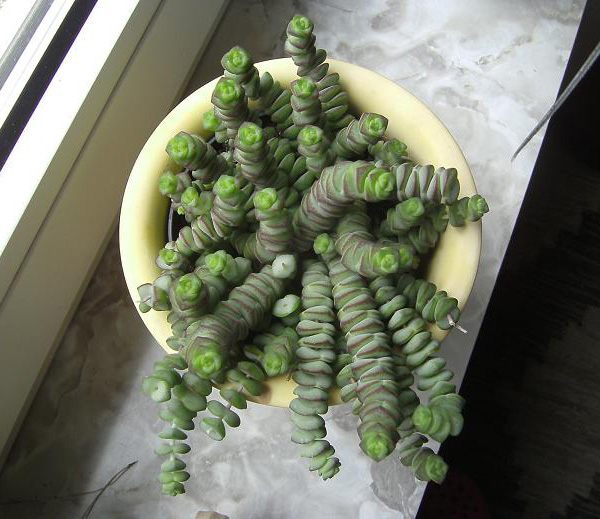 Crassula rupestris ssp. marnierana