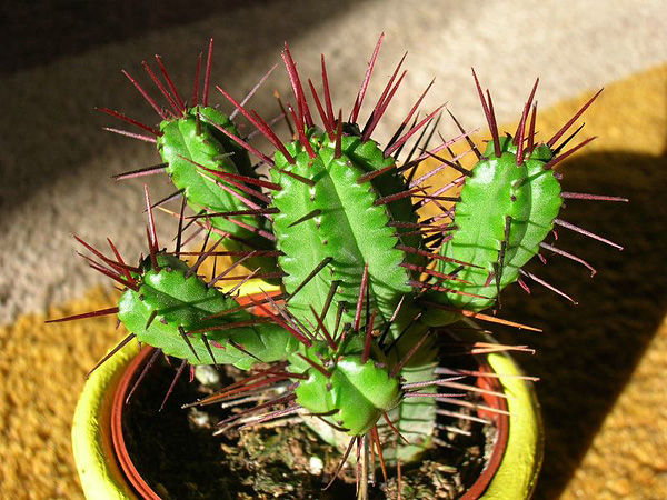 Euphorbia enopla Euphorbia enopla