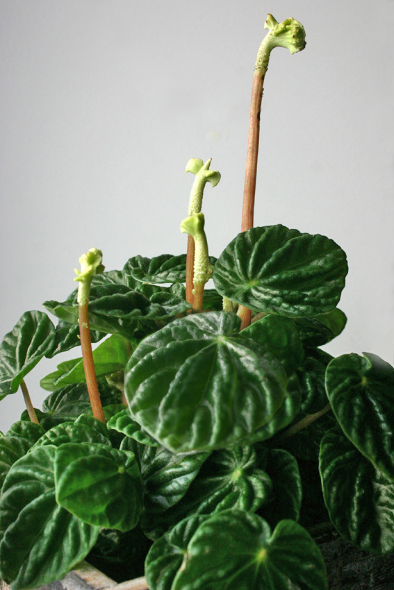 Peperomia caperata Peperomia caperata